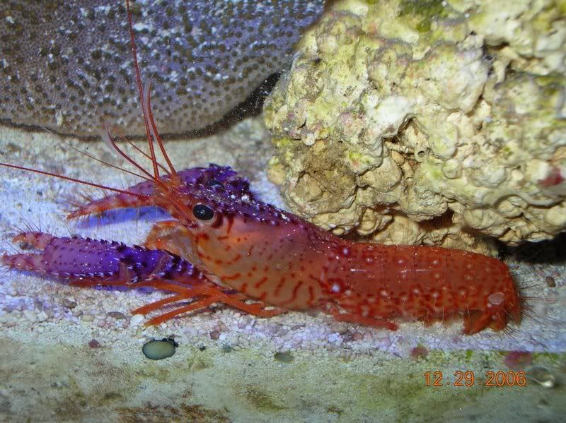 reef safe lobster??? Michigan Reefers